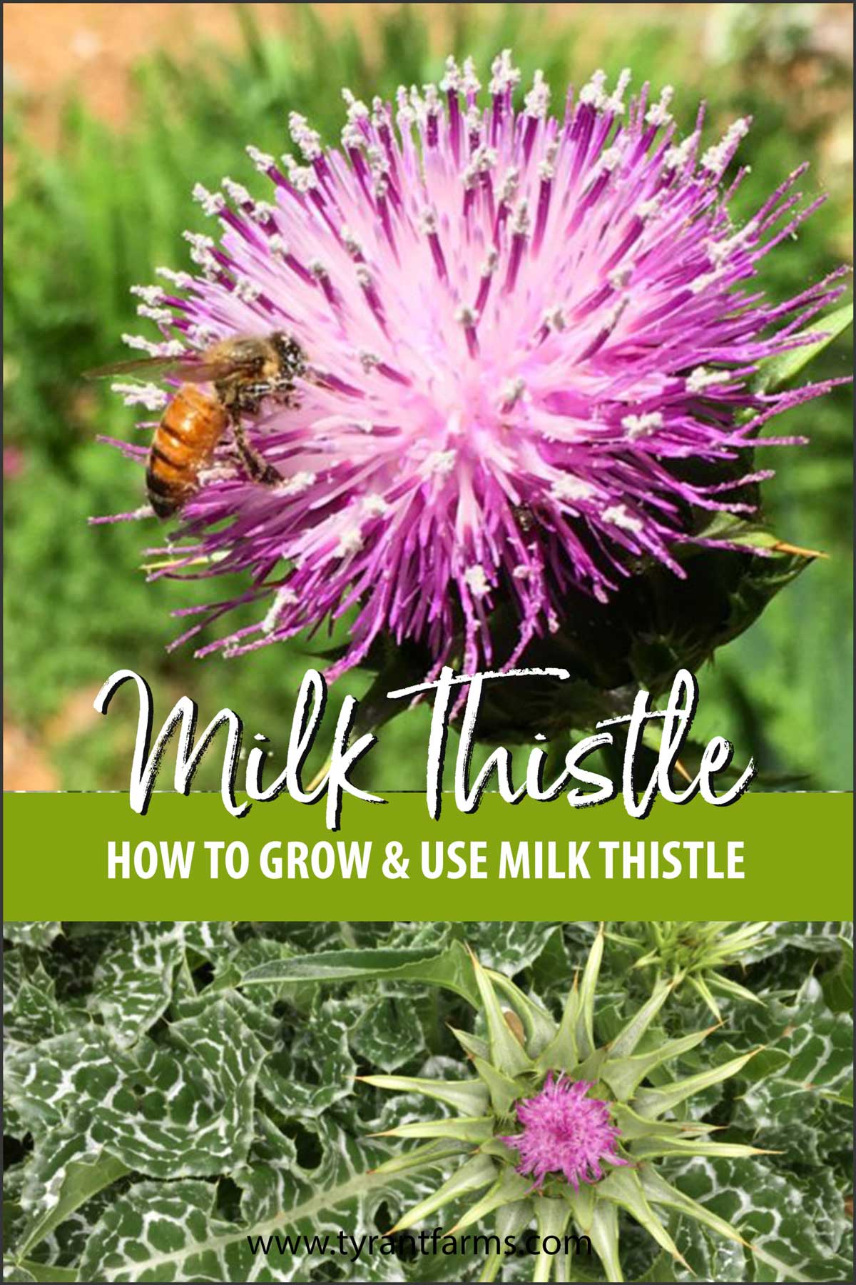 How to grow and use milk thistle Tyrant Farms