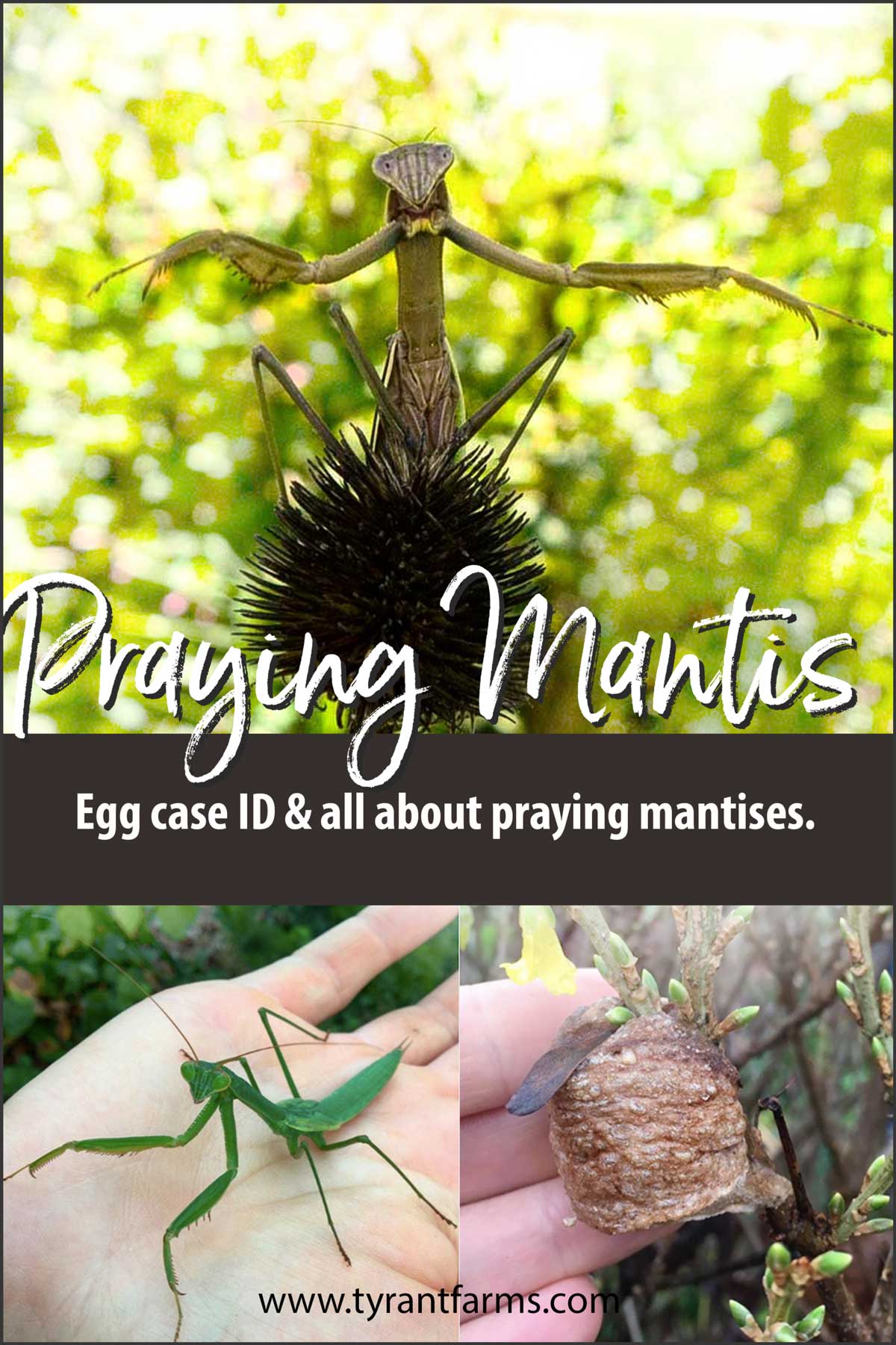 Learn all about praying mantises, including what their egg cases (oothecae) look like. Praying mantises are a popular predatory insect common in home gardens and wild habitats alike.