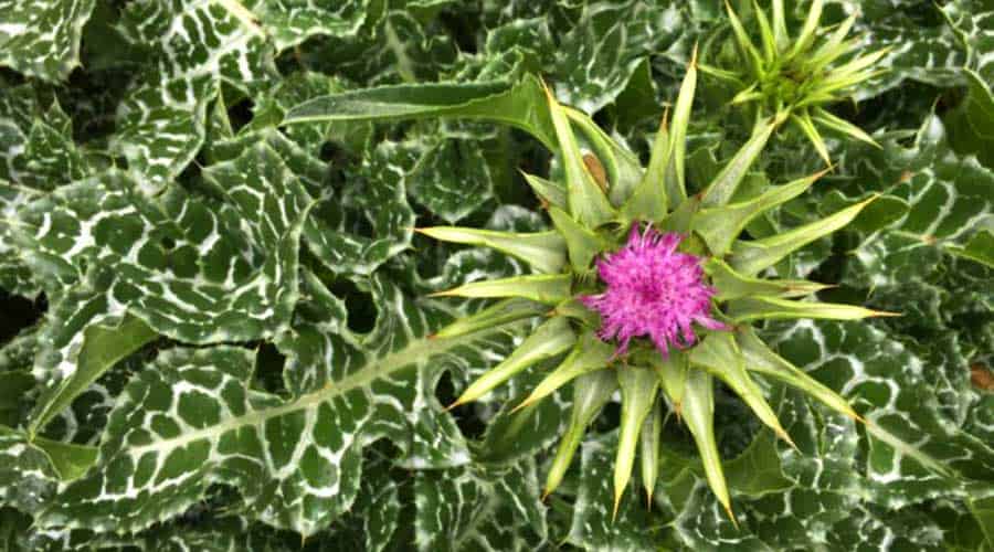 milk thistle flower featured image