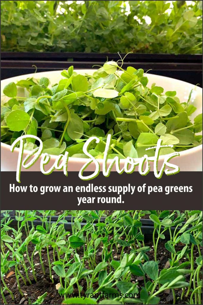 How to grow an endless supply of pea greens year round.