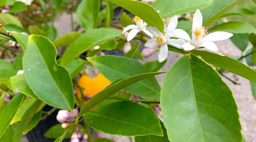 Moroccan Orange Blossom Tea: 2 Ways to Use Fresh Citrus Flowers