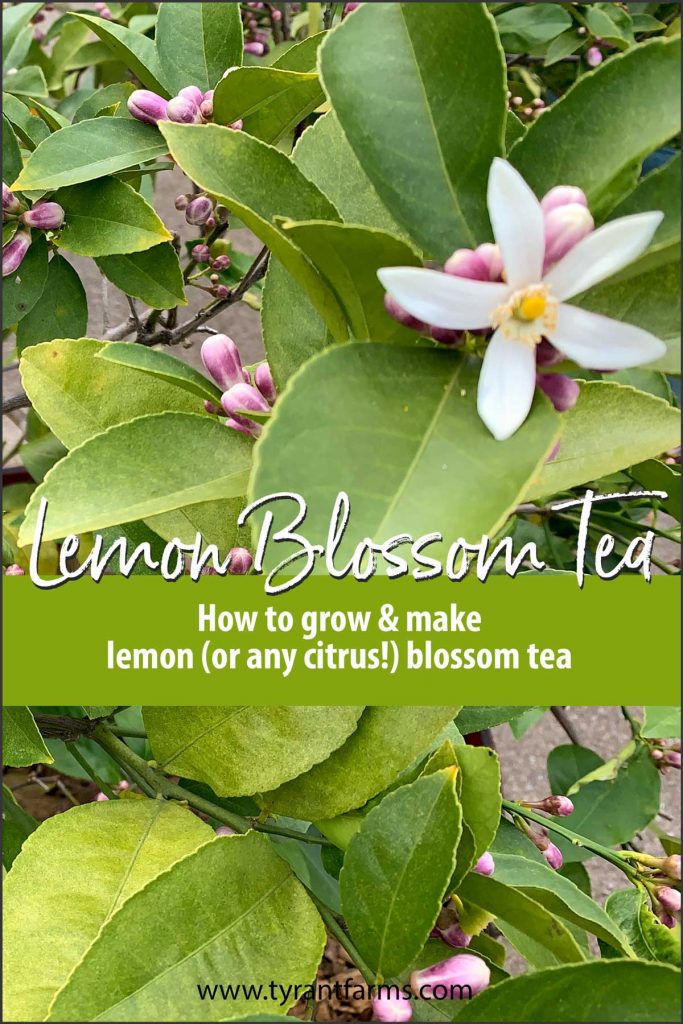 Learn how to make simple and delicious lemon blossom tea — which we highly encourage you to do using your own homegrown organic lemon trees! #homegrowncitrus #containergardening #organiccitrus #lemonblossoms #citrusblossoms