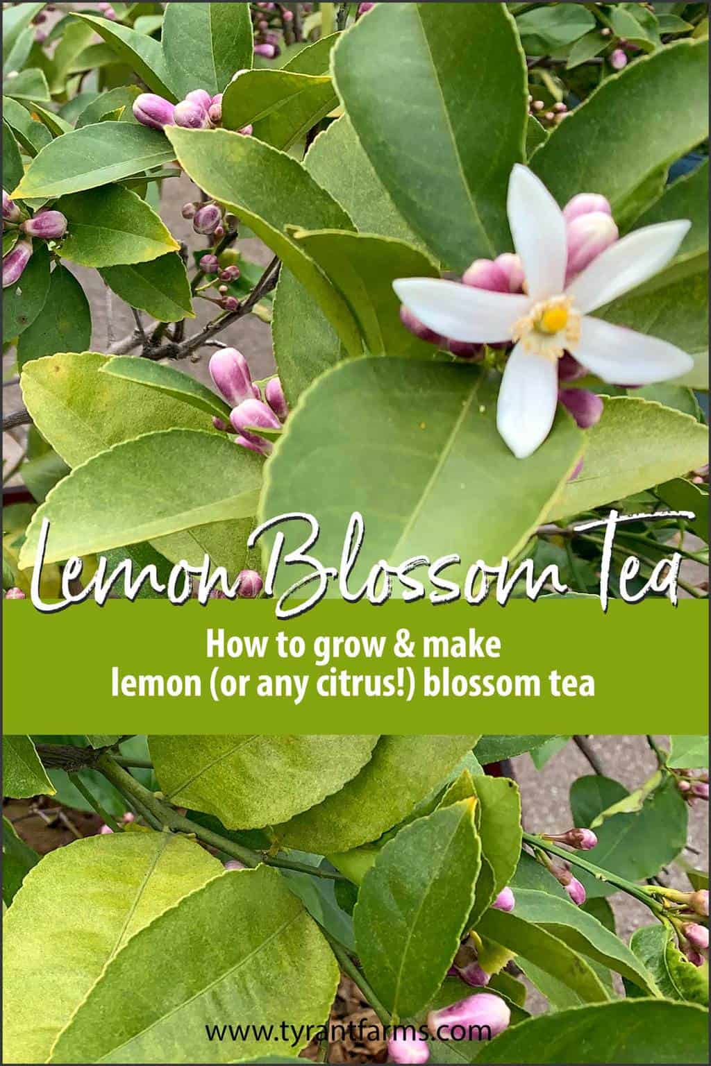 lemon blossom tea Pinterest image