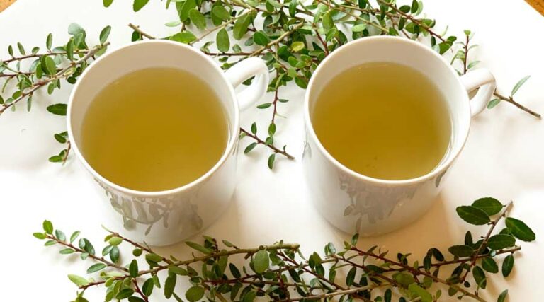 yaupon holly tea featured image