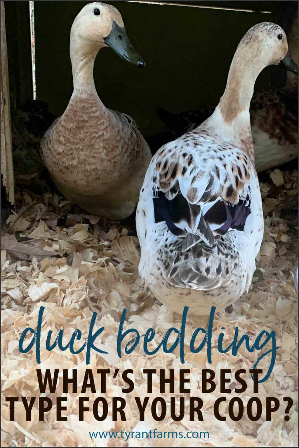 What's the best bedding for your duck coop or run? Tyrant Farms
