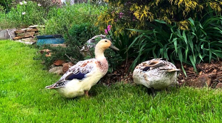 Welsh harlequin ducks - what's the best duck coop bedding?