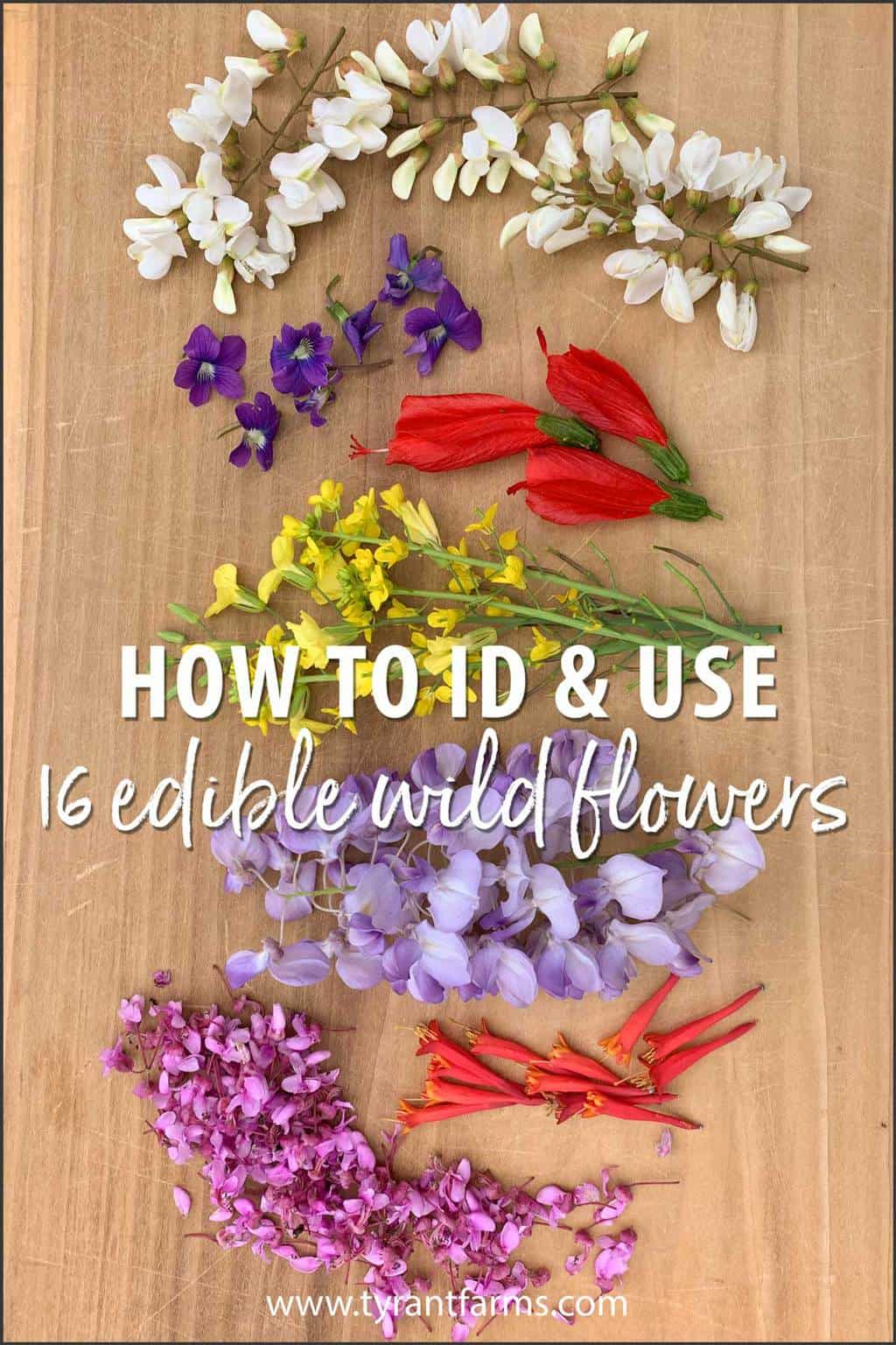 16 incredible edible wild flowers Tyrant Farms