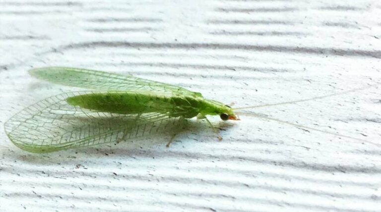 lacewing adult featured image