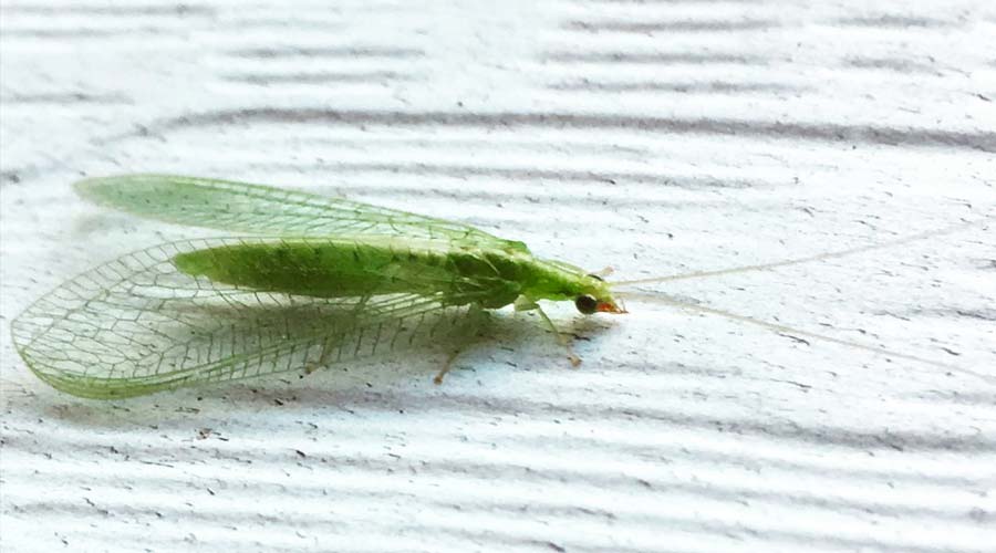 Lacewings how to ID and attract this amazing, beneficial insect Tyrant Farms