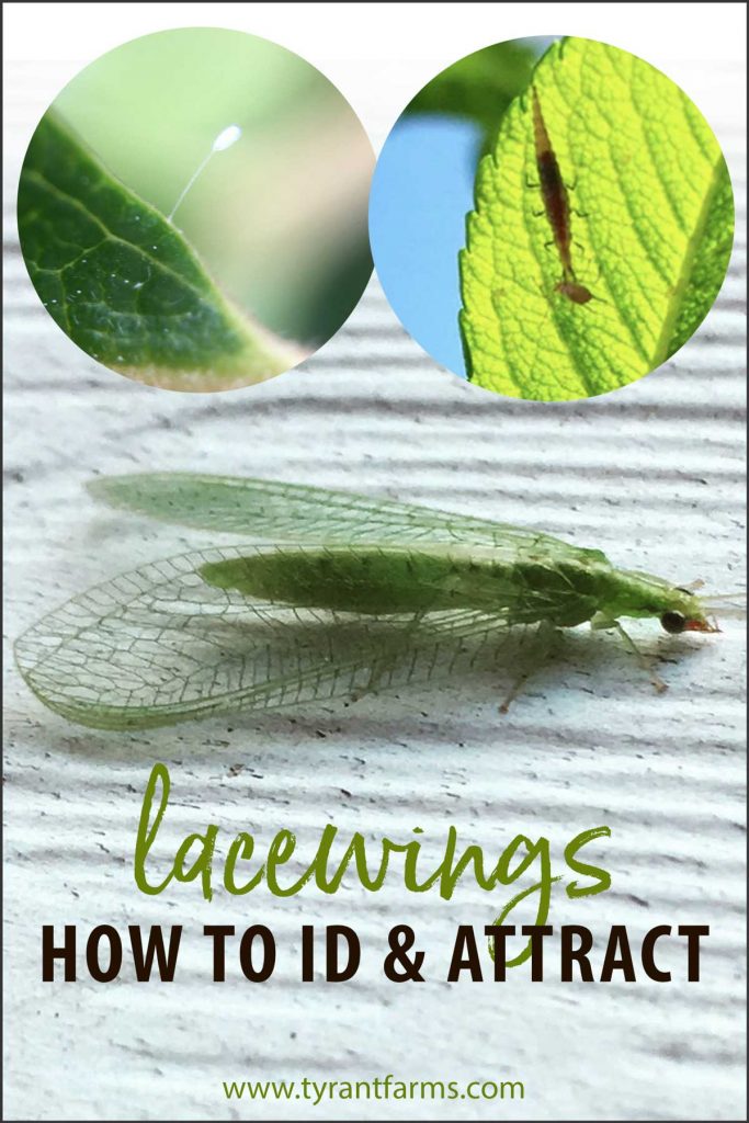 How to ID and attract lacewings
