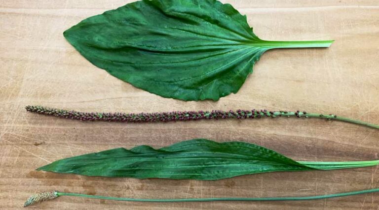 broadleaf vs narrowleaf plantain