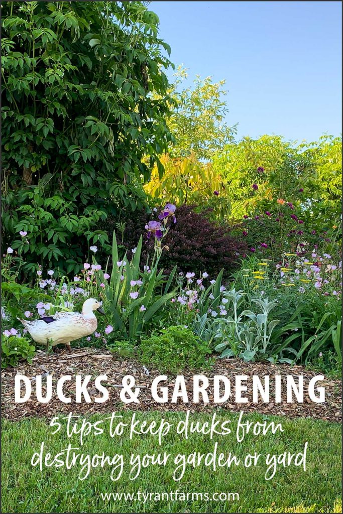 how to keep your ducks from destroying your yard or garden
