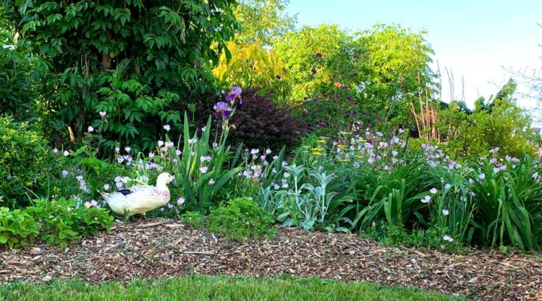 keep ducks from destroying your garden