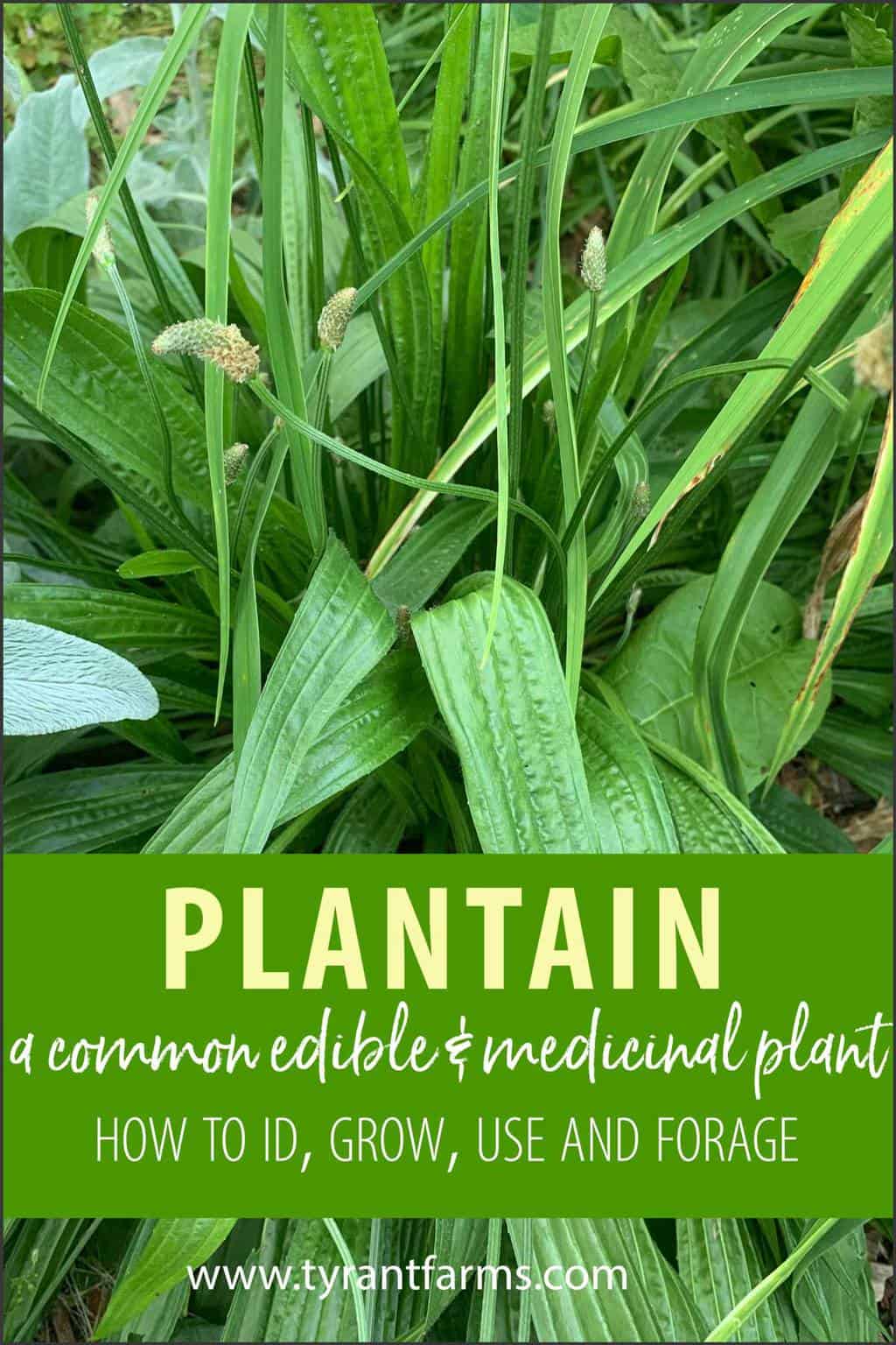 Plantain A Common Edible Weed That Treats Bee And Other Insect Stings 