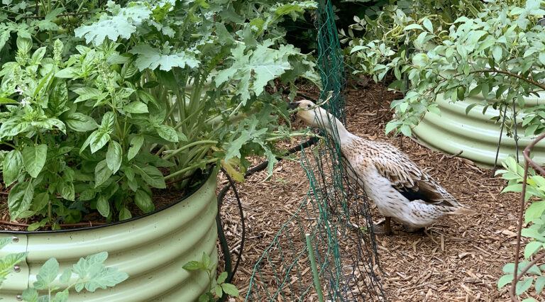 garden plants for ducks
