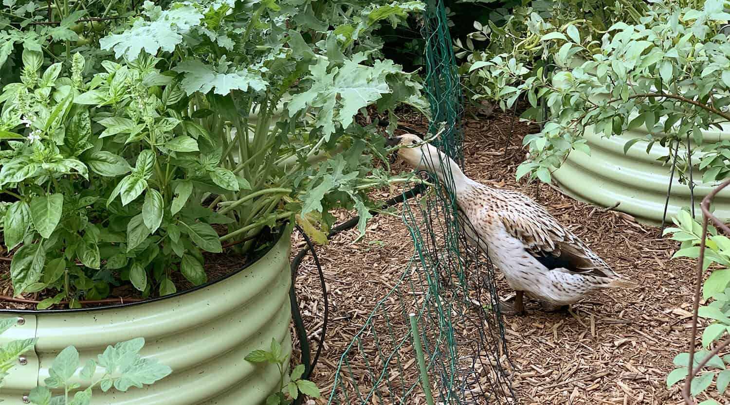garden plants for ducks