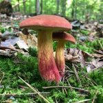bicolor bolete recipe