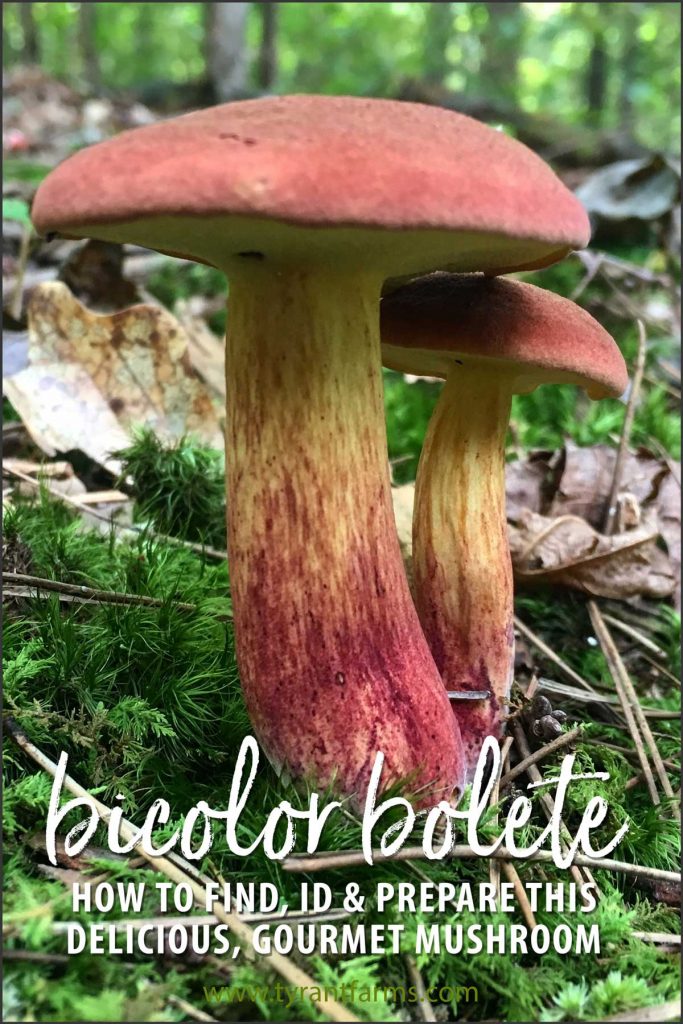 How to find, identify, and eat bicolor bolete mushrooms.