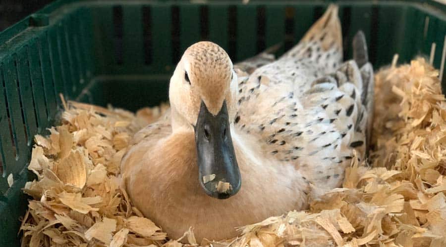 how to make your duck broody