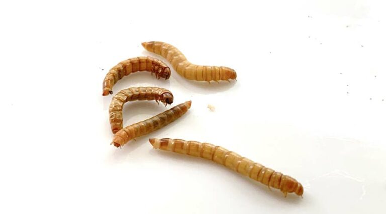 raising mealworms
