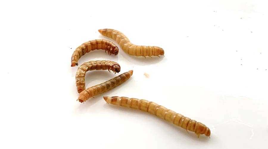 raising mealworms
