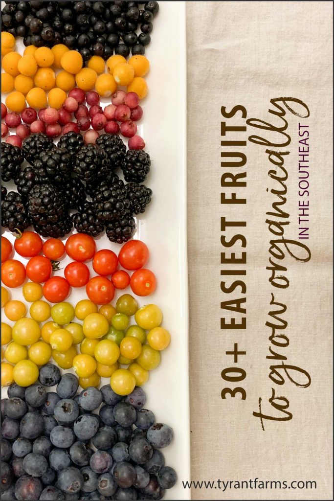 easiest fruit varieties to grow organically in the southeastern US