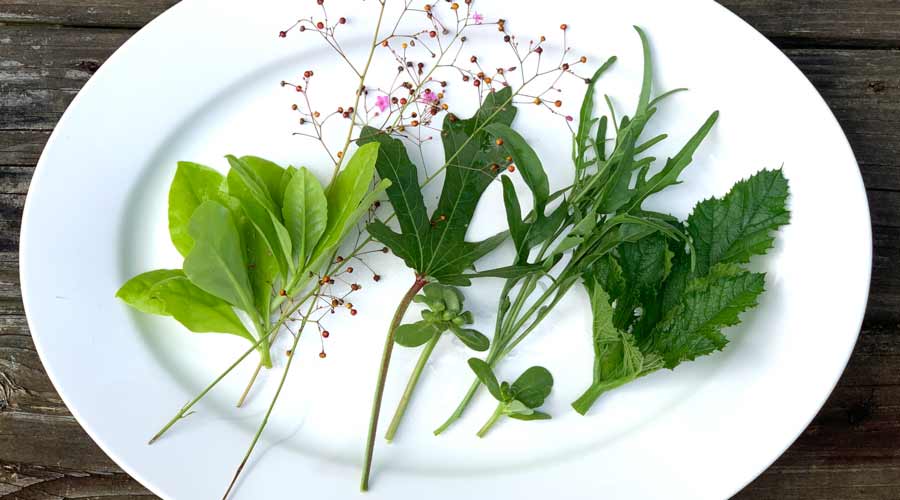 14 garden greens you can grow in the summer in hot climates Tyrant Farms