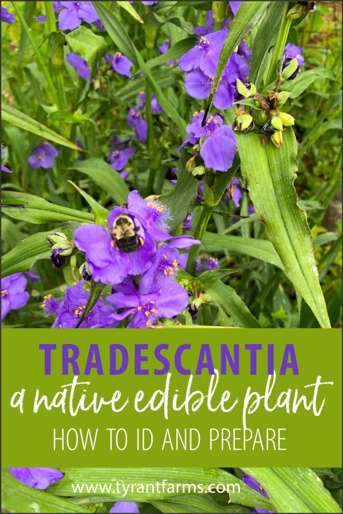 Tradescantia virginiana - how to grow and use each part of this edible native plant.