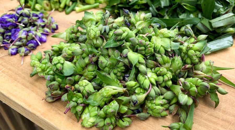 Tradescantia virginiana a native edible plant common in