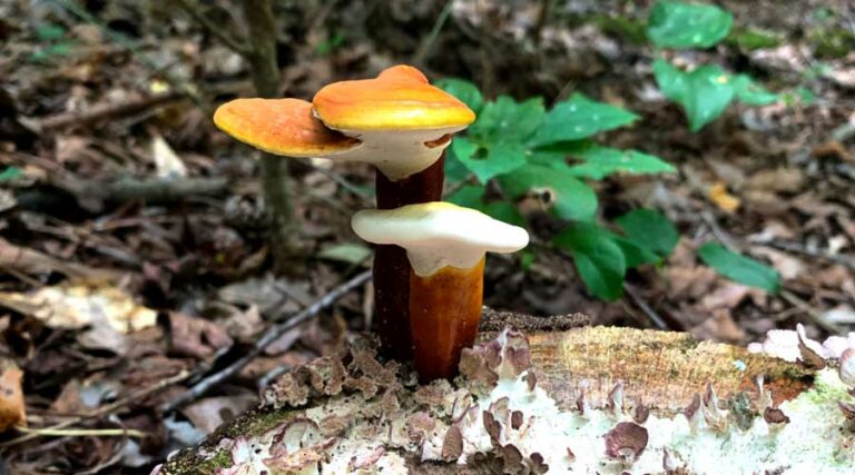 reishi mushroom featured image