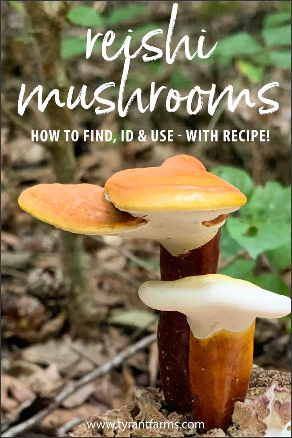 Reishi mushrooms How to find, ID, & use — with recipe! Tyrant Farms