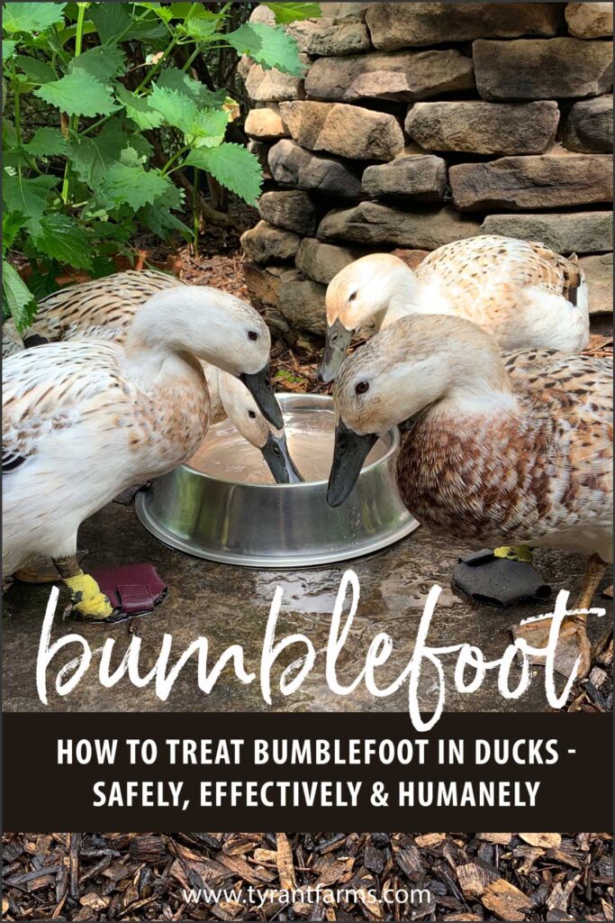 Treating bumblefoot in ducks - Pinterest image
