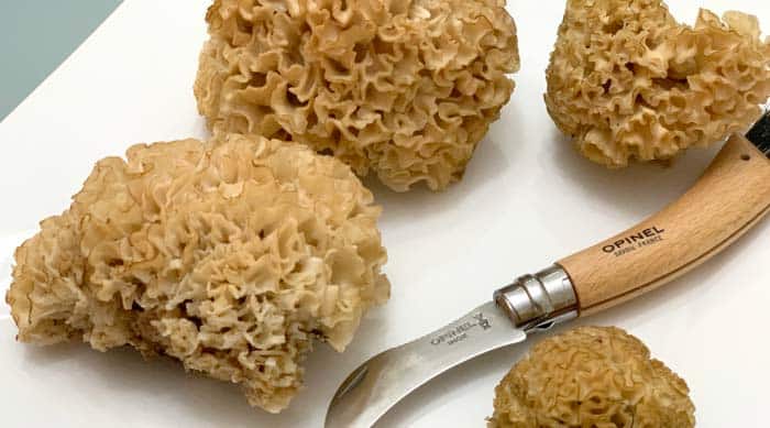 cauliflower mushroom featured image