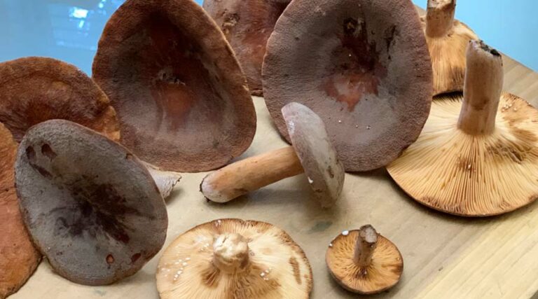 lactifluus corrugis featured image