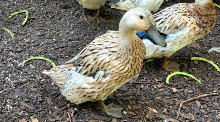 Backyard duck molting: what, when, and why it happens