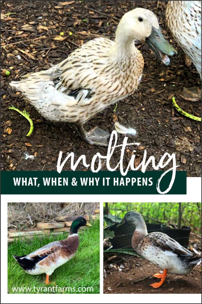 Duck molting - Pinterest image