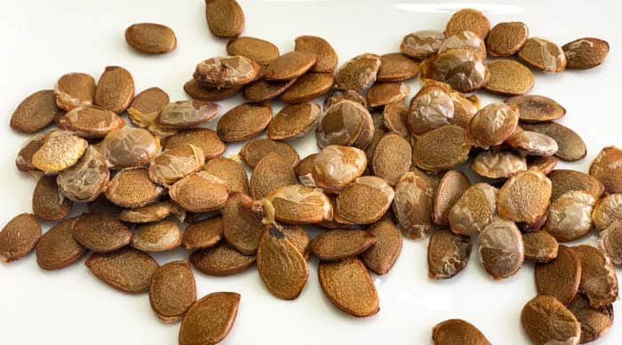 persimmon seeds featured image
