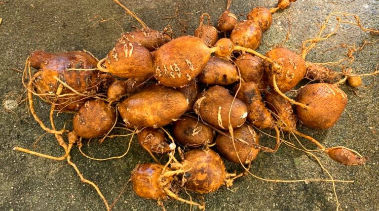 american groundnut featured image