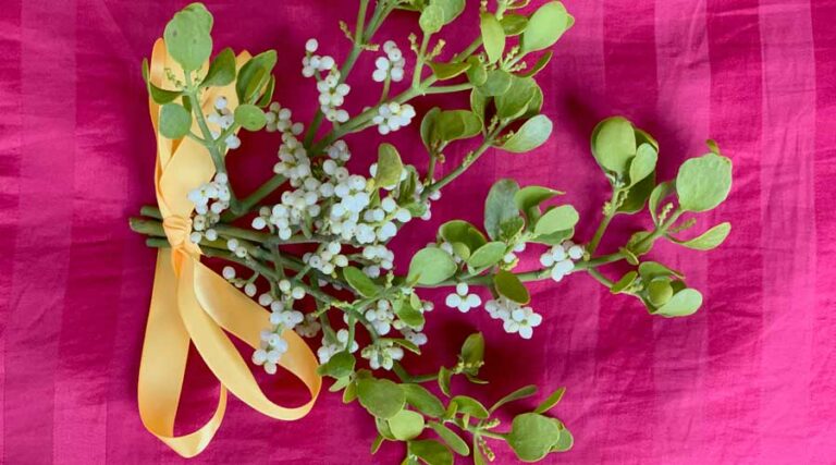 how to find mistletoe featured image
