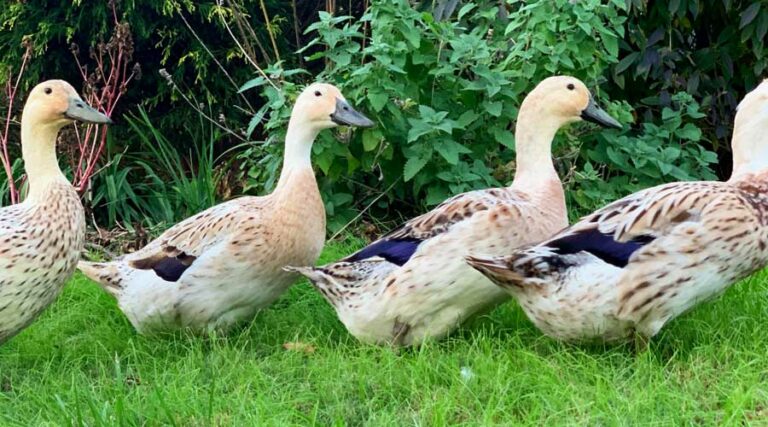 duck breed selection