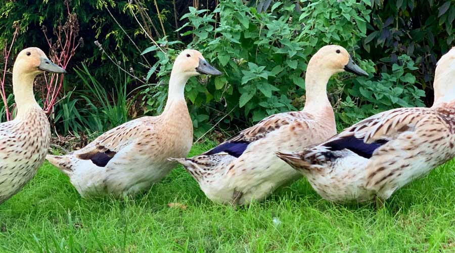 duck breed selection