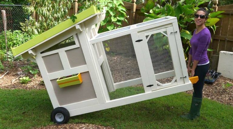 duck coop featured image