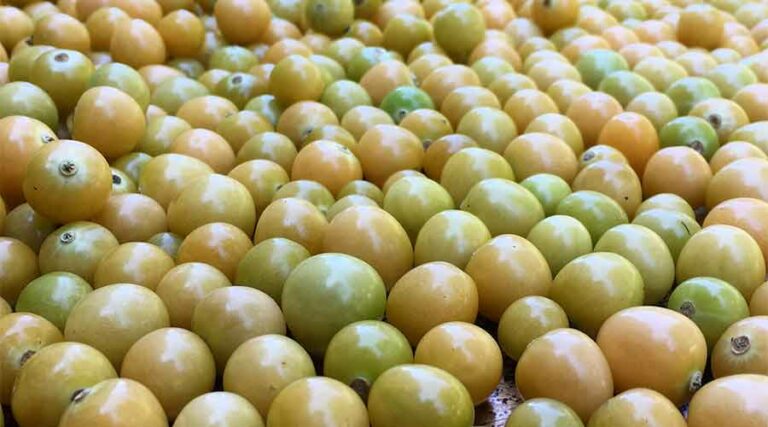 ground cherry featured image