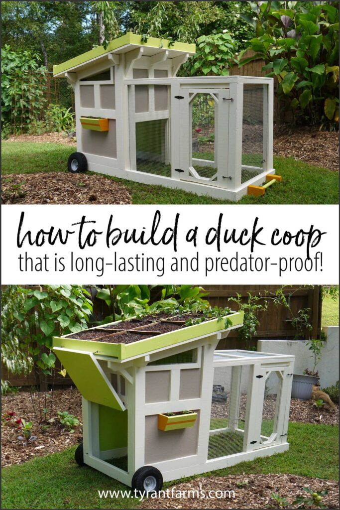 Find out everything you need to know to build a long-lasting, predator-proof duck coop and run to maximize your ducks' health and happiness. #backyardducks #petducks #tyrantfarms #duckcoop #raisingducks  
