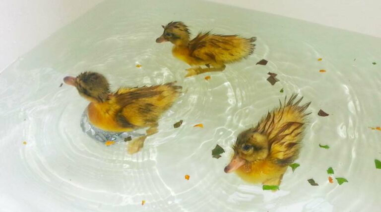 how to sex ducklings