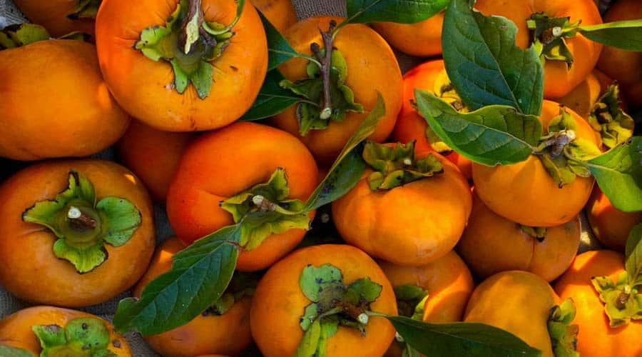 how to store asian persimmons + persimmon recipes