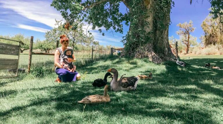 raising mixed species poultry together