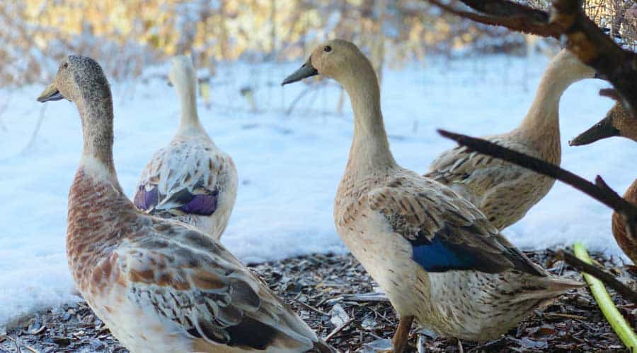 Duck winter care tips from the experts! Tyrant Farms