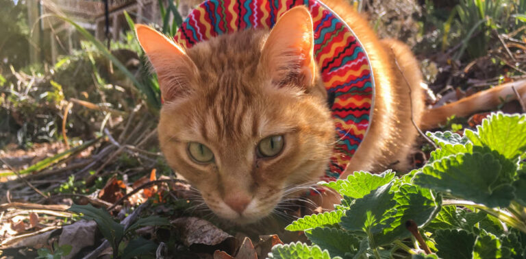 bob featured image birdsbesafe