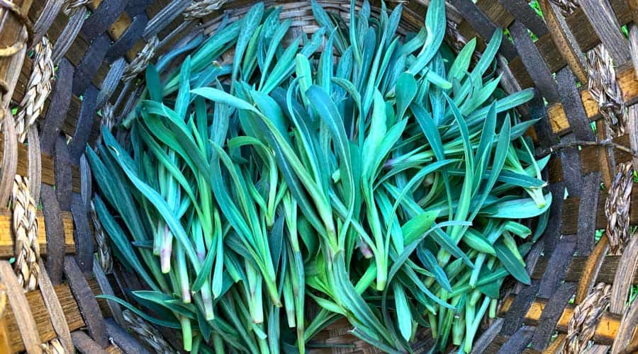 A harvest basket of stridolo (Silene vulgaris).